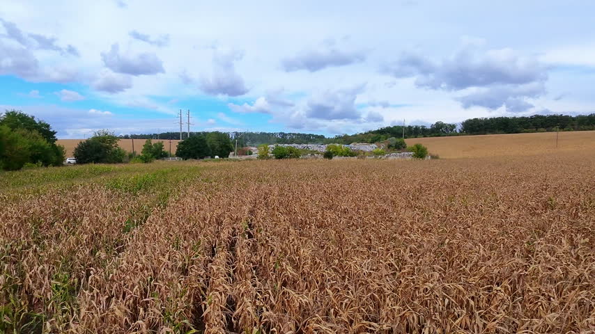 Golden cornstalks stand tall in a vast field. Crops dry under a partly cloudy sky. Distant trees and power lines frame the horizon. Farmland feels quiet and sunlit