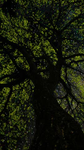 Milky Way Galaxy shining above a dense old tree canopy viewed from below. Starry night sky