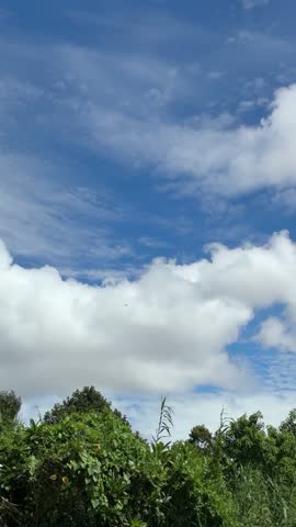 Beautiful blue sky with fluffy white clouds moving above green treetops and wild grass swaying in the wind.