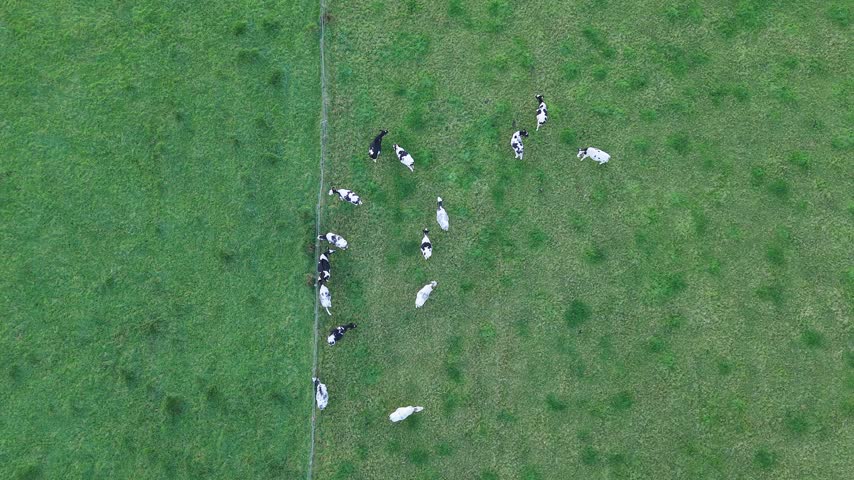 Aerial view of dairy cattle grazing across a lush green pasture in Ireland, showing rural farming, livestock and open agricultural landscape.