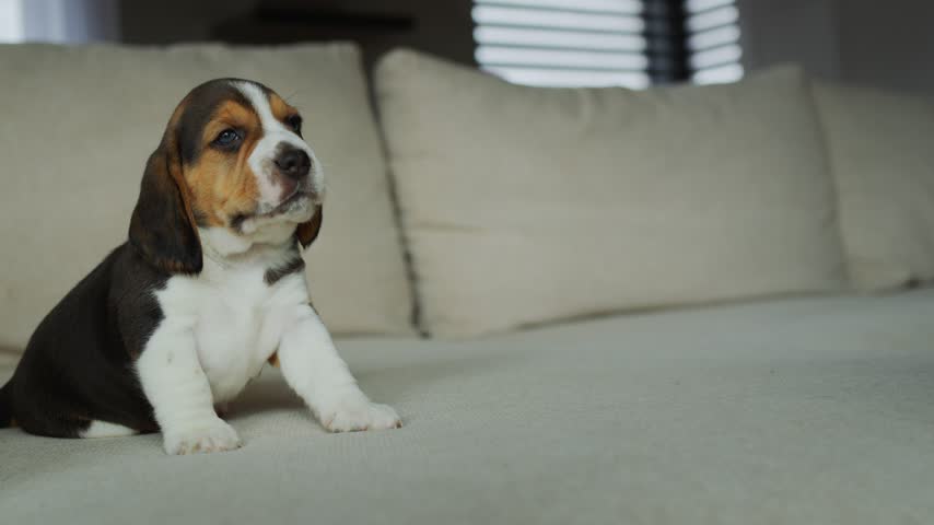Charming young hound dog looking around with curiosity on comfortable couch. Small tricolor beagle puppy exploring indoor home environment with innocent expression and cinematic lighting.
