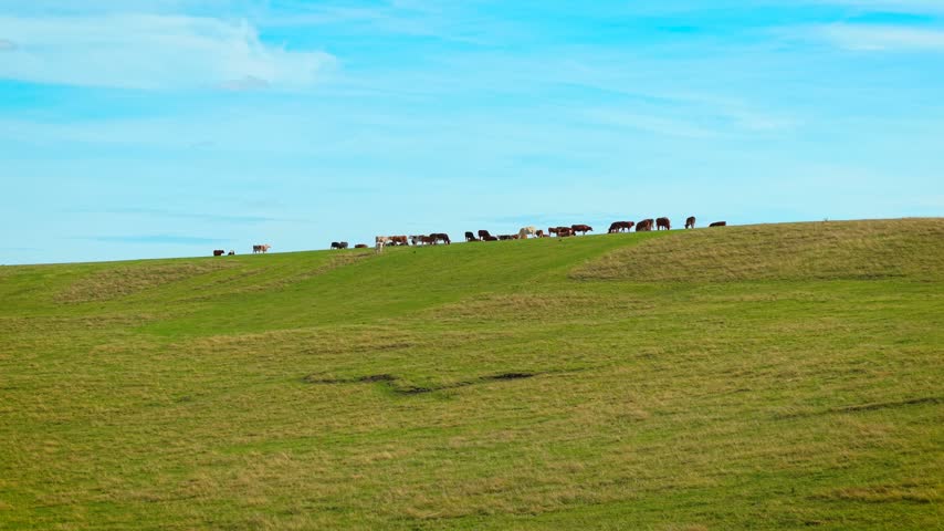 Cattle grazing across green hillside pasture. Beef cattle herd with cows and bulls under blue sky on open farmland. Rural livestock farming landscape for beef production, dairy agriculture and animal