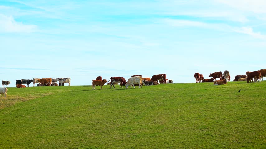 Beef cattle grazing across rolling farmland. Brown, white and black cows with bulls on fresh green pasture. Rural livestock agriculture for meat production, cattle breeding and sustainable animal