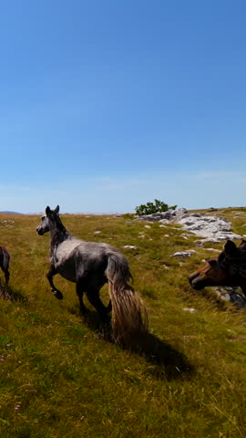 Wild Horses Galloping Across a Rocky Mountain Landscape on a Sunny Day