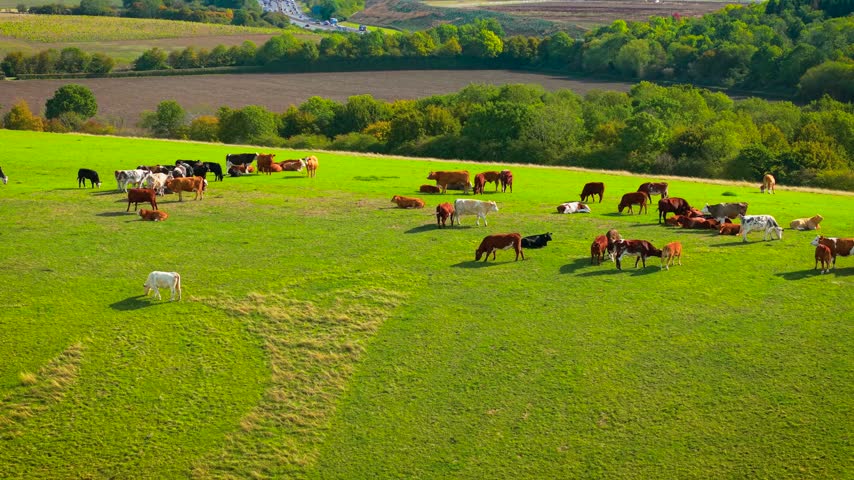 Livestock farming beside countryside fields and distant road. Cows and bulls grazing across wide green pasture near trees and farmland. Beef production, dairy agriculture and cattle breeding within
