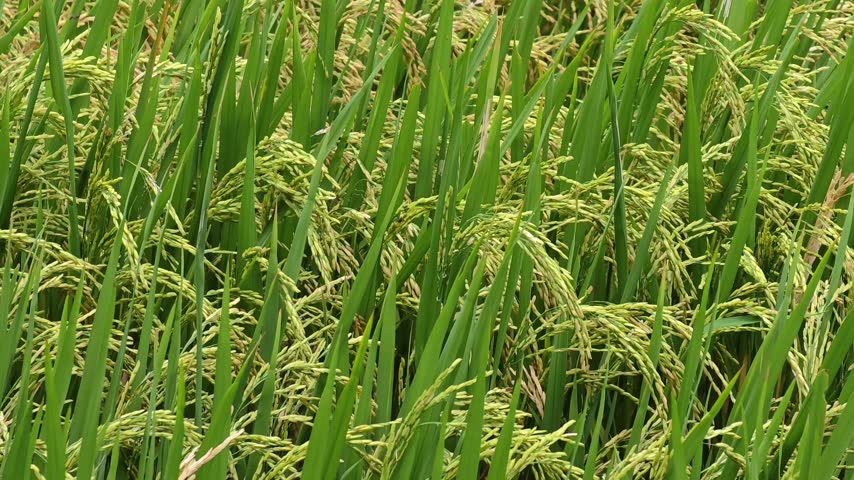 Rice paddy field in Vietnam.