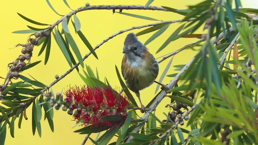 Small bird perched on a branch with red bottlebrush flowers and green leaves against a vibrant yellow background