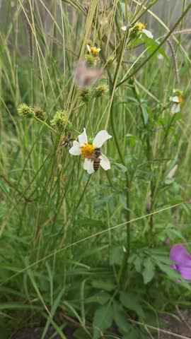 ​A honeybee foraging nectar on a blooming Spanish needle flower (Bidens pilosa). Macro nature footage.