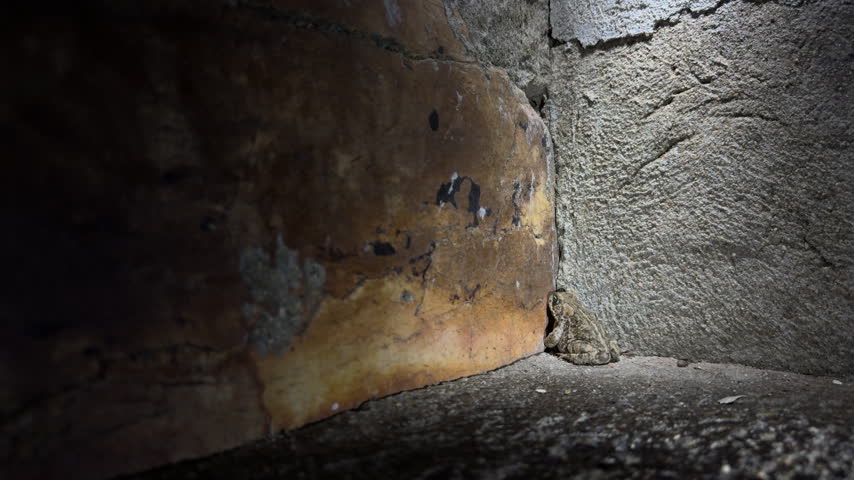 A rough-skinned toad remains almost motionless by an ochre-gray stone wall, illuminated by flashlights at night, its camouflage enhanced by deep shadows.