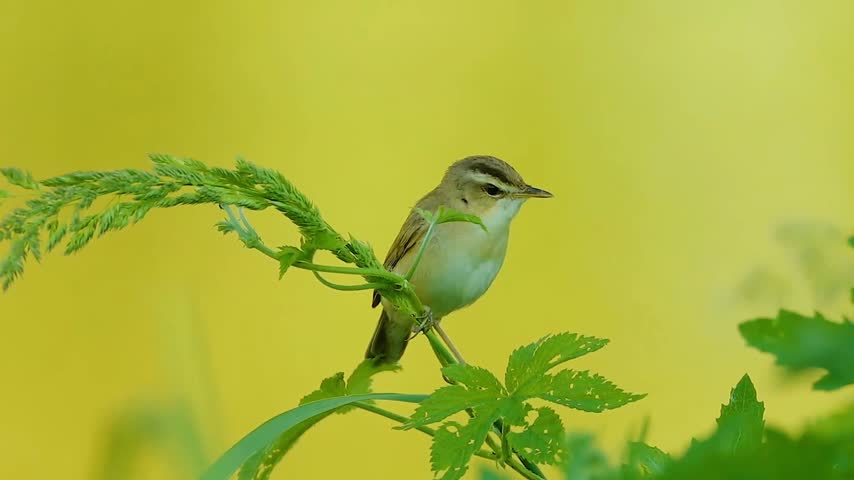 Small brown bird with a pale eyebrow stripe perched gracefully on a curved green plant stem against a smooth vibrant yellow background
