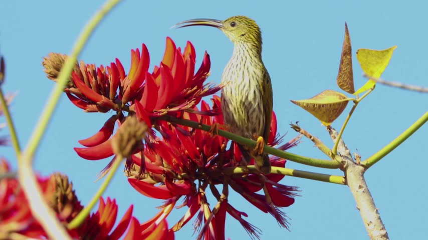 Streaked bird with a long curved beak perched on a branch surrounded by vibrant red blooming flowers against a clear blue sky