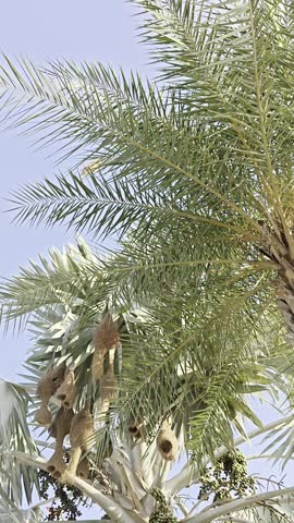 Video clip of multiple bird nests built on a tree branches.