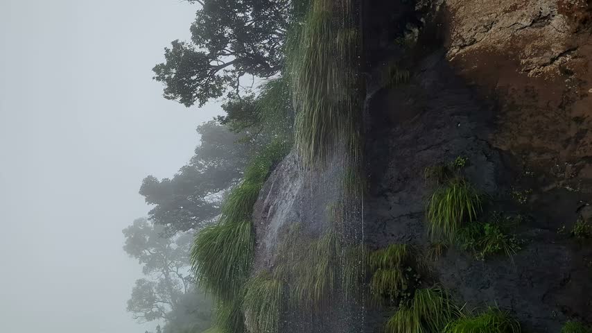 A breathtaking upward view of a misty mountain ridge, beautifully framed by tall, dense trees alongside a serene cascading small waterfall
