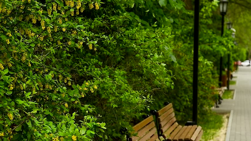 Benches in a city park on a sunny summer day against a background of green grass and trees