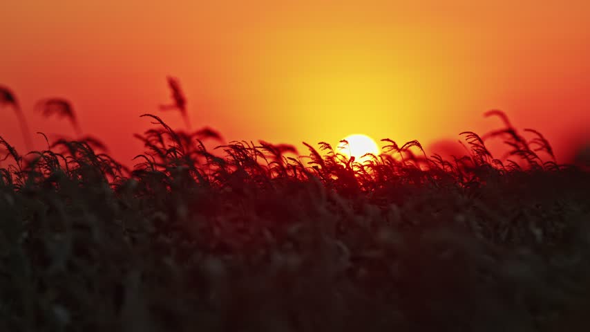 Captivating golden sunset casting a warm glow over a vast cornfield as the silhouetted leaves dance in the breeze, showcasing nature