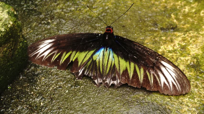 Overhead close-up of a vibrant black, green, blue, and white butterfly with damaged wings resting on dark wet mossy ground or rock