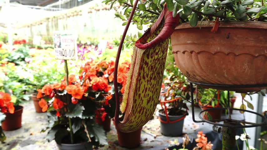 Close-up of a pitcher plant in a nursery, with a blurred background of potted flowers
