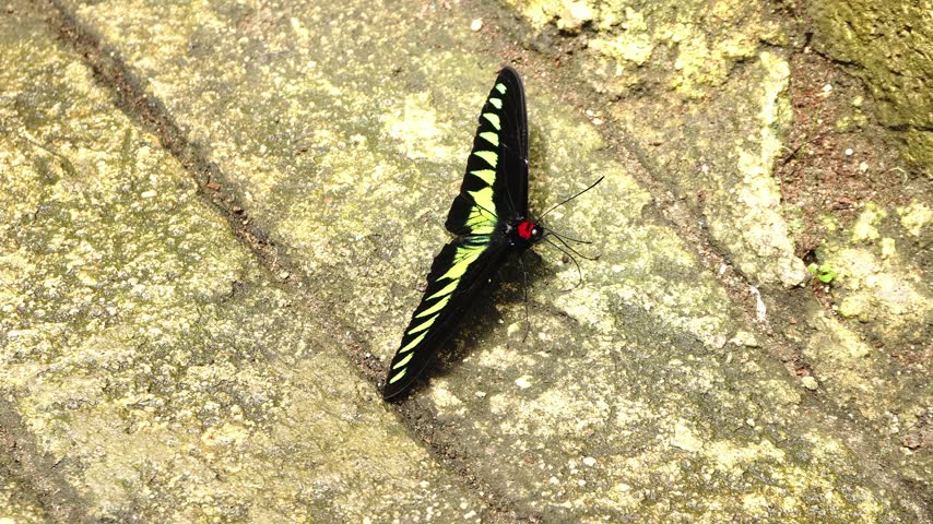 Top-down shot of a black and green birdwing butterfly resting on a rough stone surface with red head markings.