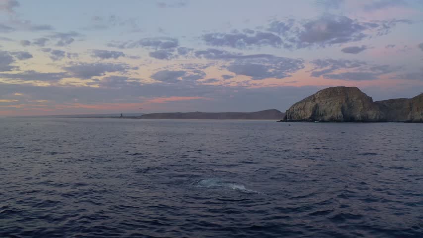 Wide drone shot of a young humpback whale energetically playing and splashing in the dark blue ocean water at nightfall in Punta Lobos, Todos Santos, Baja California Sur, Mexico.