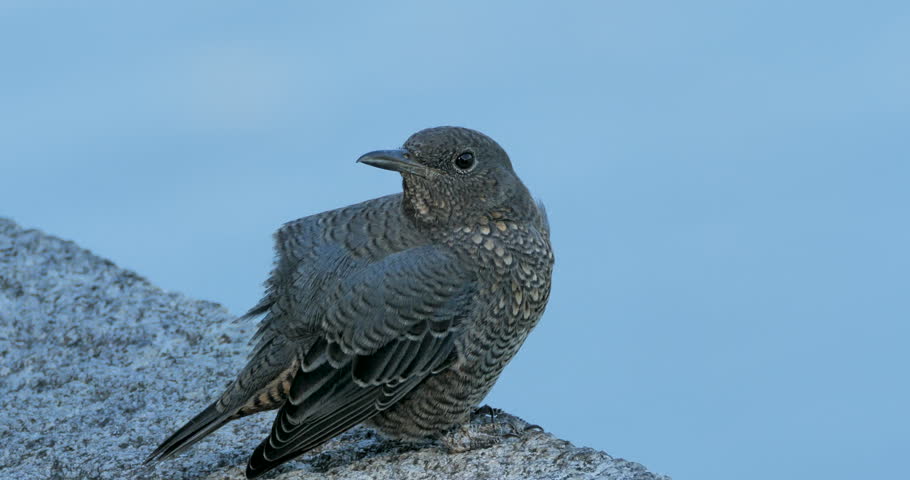female bird of blue rock thrush preening(grooming)on the stone fence in a park