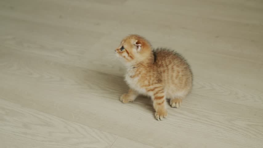 Adorable ginger Scottish Fold kitten jumping and pouncing on yellow feather wand toy. Fluffy baby cat practicing hunting skills during active playtime at home on light wood floor.