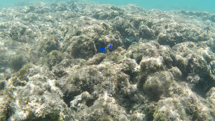 Sergeant major fish and blue damselfish swimming over a rocky reef at Wanjo Beach, Okinoerabu Island, Kagoshima, Japan