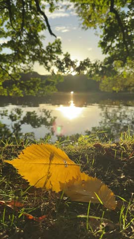 Autumn Leaves Floating on a Park Lake 4k