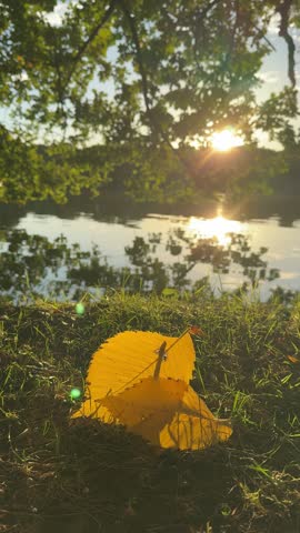Autumn Leaves Floating on a Park Lake 4k