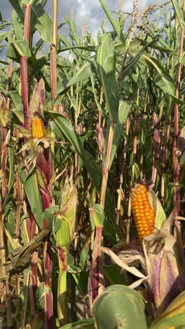 Corn Field in Autumn with Golden Harvest Crops vertical 4k