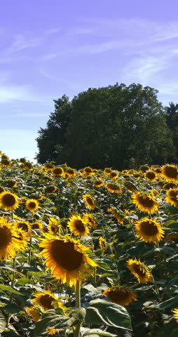 Fantastic field of sunflowers in spring