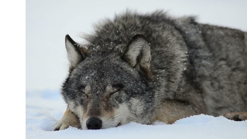 A wolf sleeping peacefully on a soft heap of snow, resting calmly in a beautiful winter landscape.