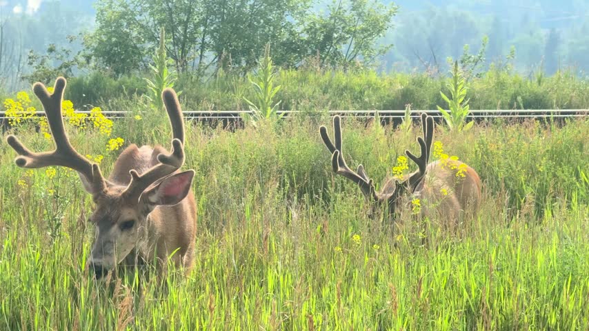 Handheld shot of white tailed deer grazing in a green field with wildflowers and a fence near Quesnel, British Columbia.