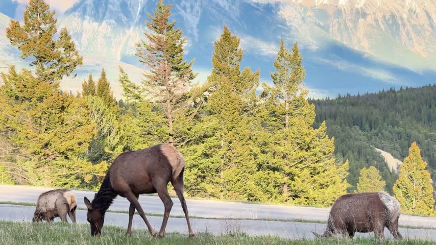 Handheld shot of a Wapiti elk herd grazing near Tunnel Mountain in Banff National Park, framed in natural light.