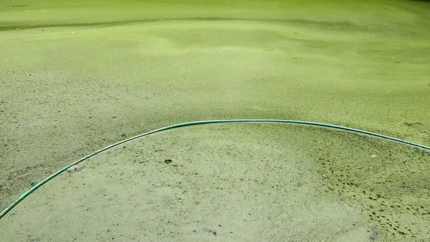 Green aquatic vegetation covering the surface of a rural pond, with a water hose visible across the water.