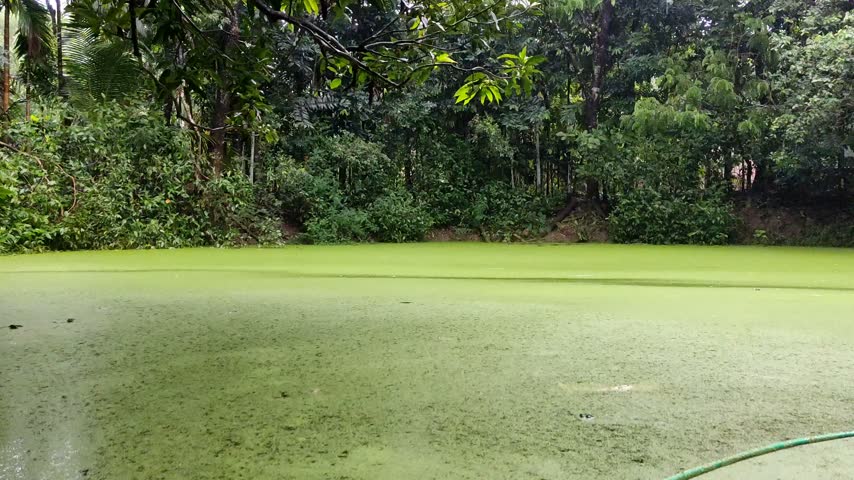 A rural pond covered with green aquatic vegetation and surrounded by lush tropical trees in Bangladesh.