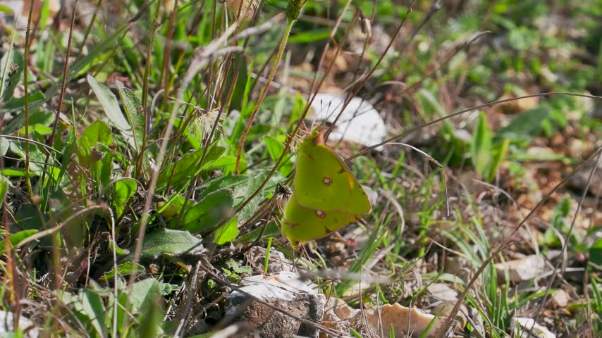 Pair of Clouded Yellow Butterflies Mating