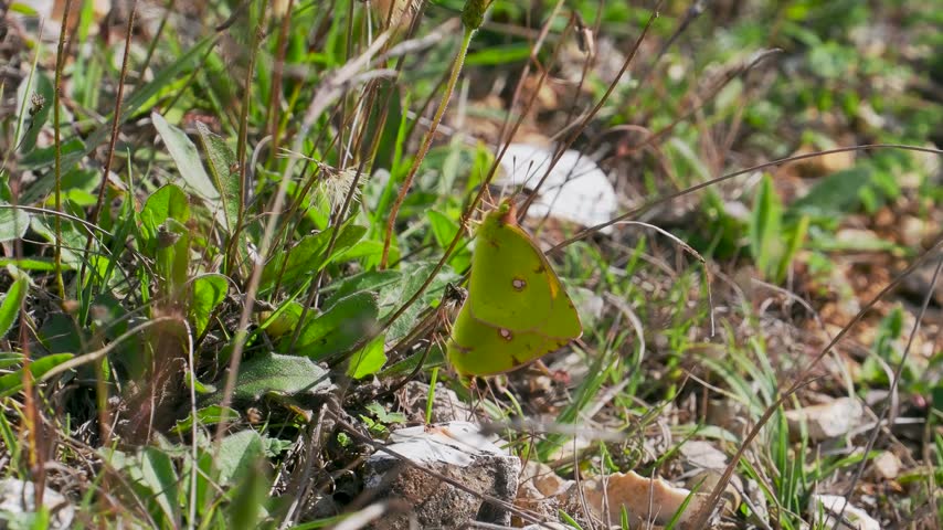 Pair of Clouded Yellow Butterflies Mating
