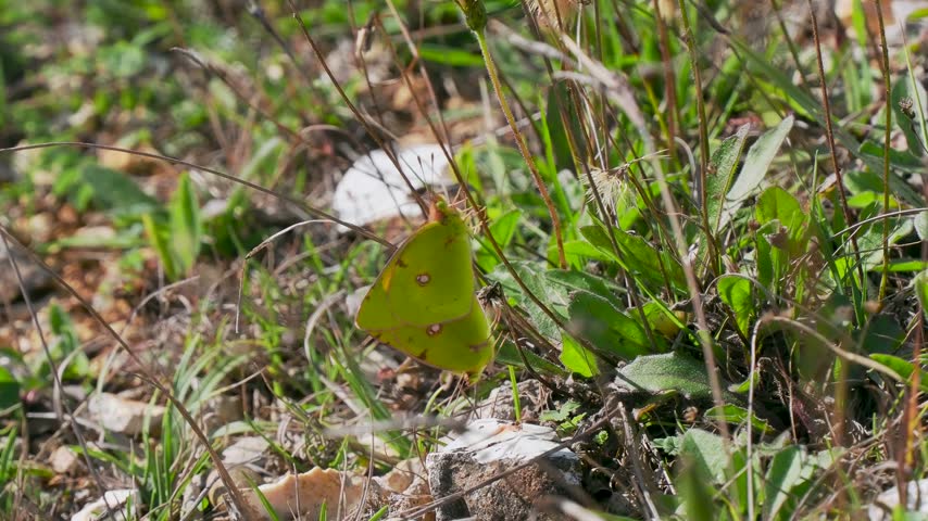 Pair of Clouded Yellow Butterflies Mating