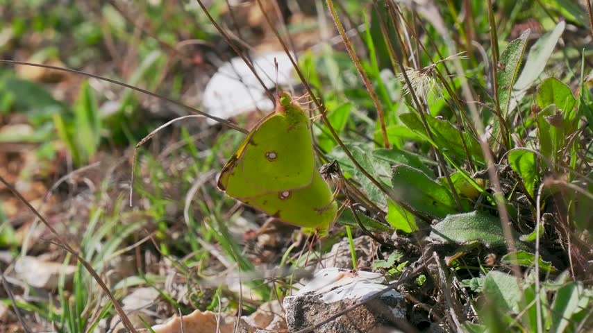 Pair of Clouded Yellow Butterflies Mating