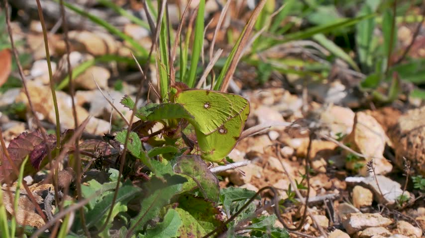 Pair of Clouded Yellow Butterflies Mating