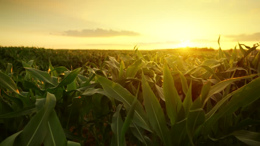 The camera moves slowly among corn field at sunset
