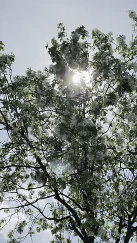 Sunlight shining through branches of a flowering tree covered in delicate white blossoms against a clear blue sky, peaceful spring nature scene.