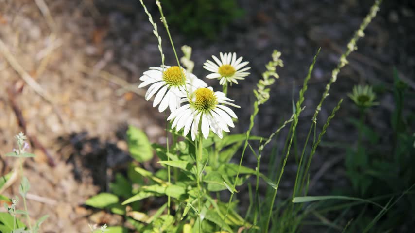 Beautiful white echinacea flowers blooming in the garden, close-up of white coneflower with yellow-orange centers on a blurred natural background, herbal medicine plant.