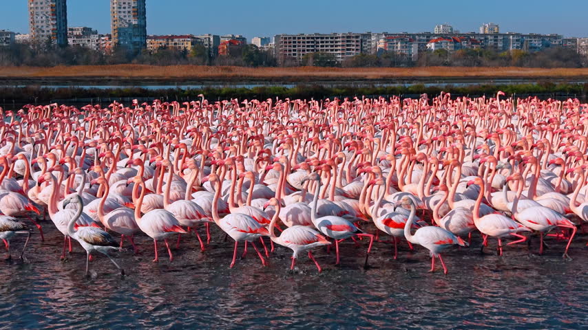 Pink flamingos in lake with city skyline background. A large flock of flamingos in the water with residential buildings in the distance.