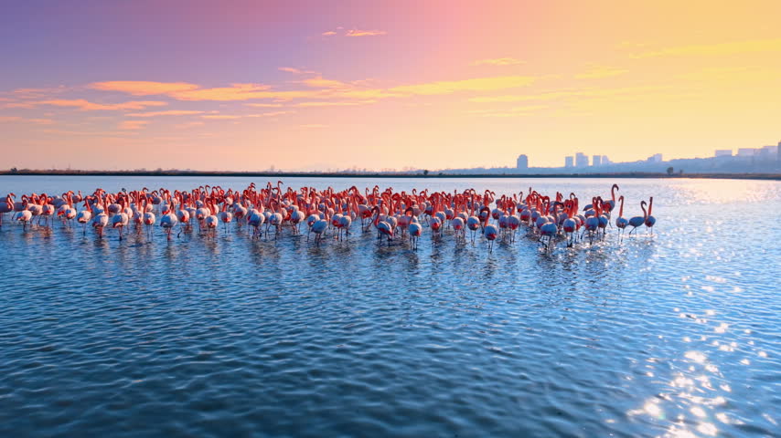 Large group of flamingos in water at sunrise. Flamingos wading in a calm lagoon under a pink and orange sky.
