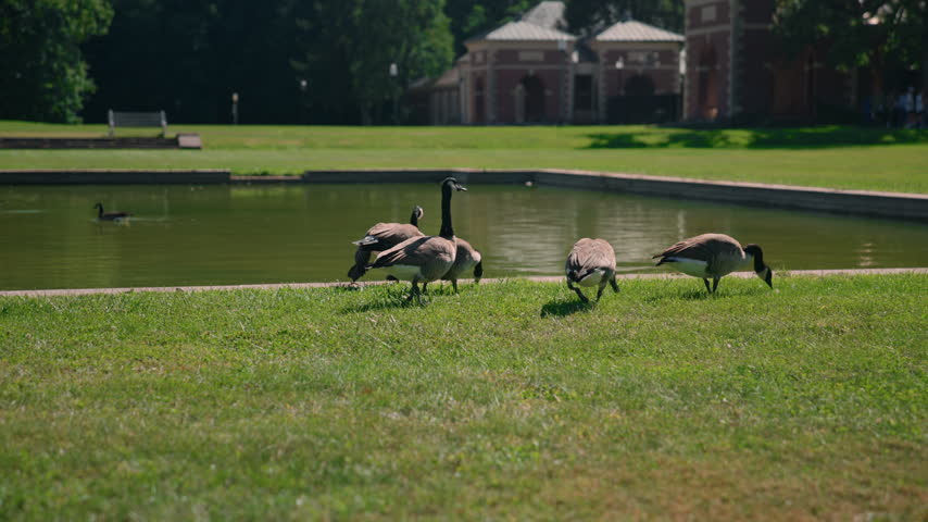 Canada geese grazing along the grassy edge of the reflecting pool at the Hall of Springs in Saratoga Springs, New York, on a sunny summer day.