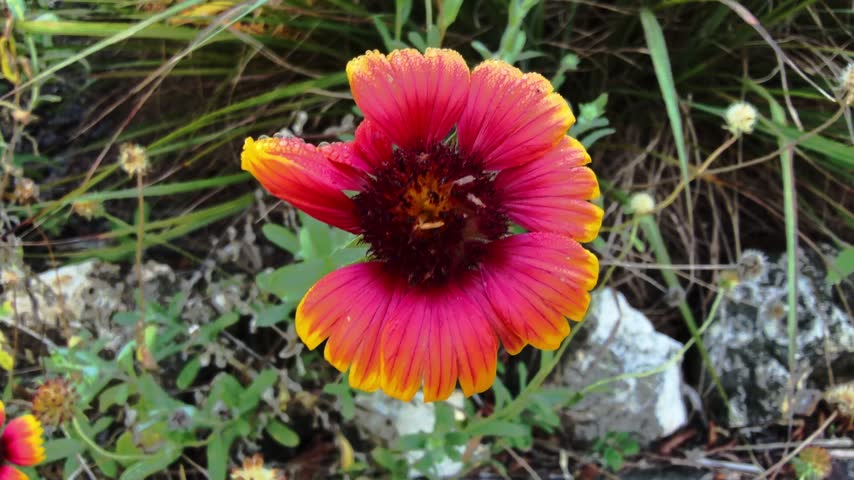 Closeup shot of Indian Blanketflower in a Florida park