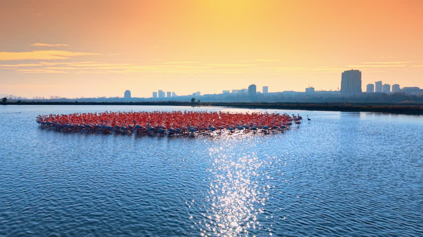 Aerial sunset view of flamingo colony in the lake. High angle shot of a large flock of flamingos at dusk.