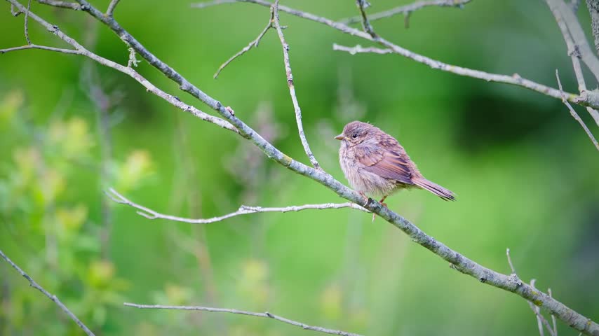 A small bird resting on a branch against a soft green natural background.