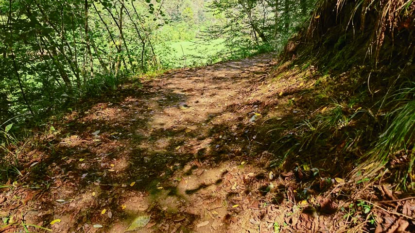 The path follows a steep embankment covered in dense vegetation and fallen leaves while sunlight filters through the canopy of the woodland area